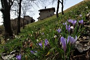 39 Fiori di Croco - Crocus vernus